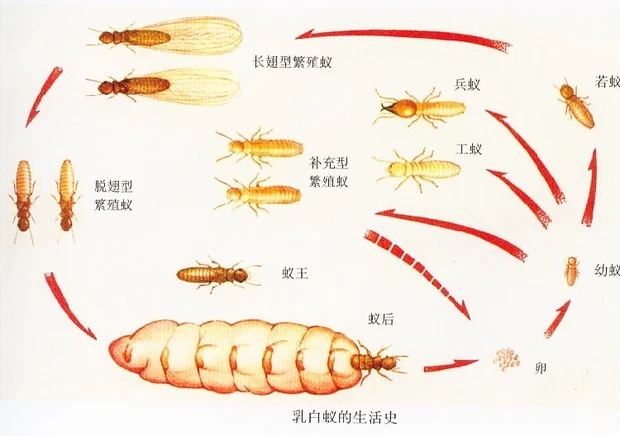 白蟻家族生物鏈